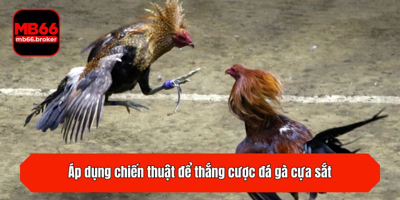 Áp dụng chiến thuật để thắng cược đá gà cựa sắt
