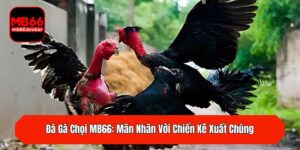 Đá Gà Chọi MB66: Mãn Nhãn Với Chiến Kê Xuất Chúng