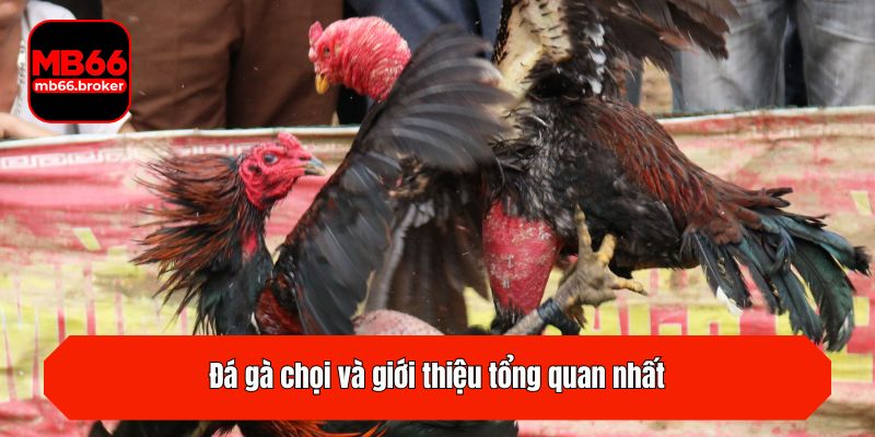 Đá gà chọi và giới thiệu tổng quan nhất