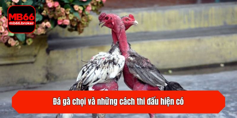 Đá gà chọi và những cách thi đấu hiện có