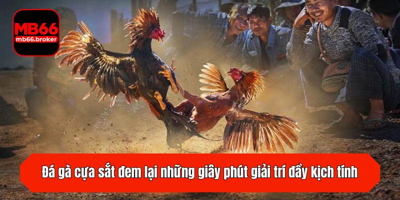 Đá gà cựa sắt đem lại những giây phút giải trí đầy kịch tính