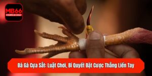 Đá Gà Cựa Sắt: Luật Chơi, Bí Quyết Đặt Cược Thắng Liền Tay