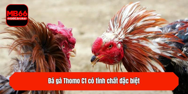 Đá gà Thomo C1 có tính chất đặc biệt