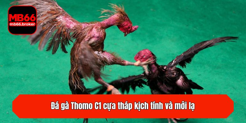 Đá gà Thomo C1 cựa tháp kịch tính và mới lạ