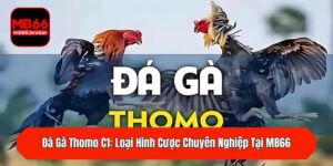 Đá Gà Thomo C1: Loại Hình Cược Chuyên Nghiệp Tại MB66