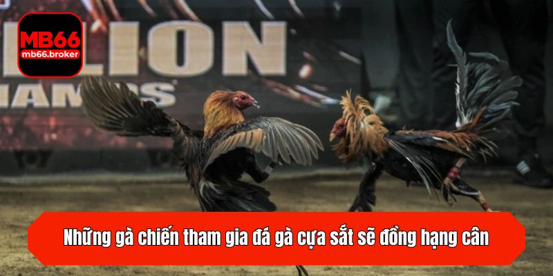 Những gà chiến tham gia đá gà cựa sắt sẽ đồng hạng cân