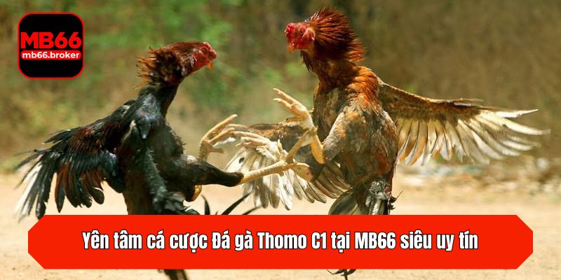 Yên tâm cá cược Đá gà Thomo C1 tại MB66 siêu uy tín