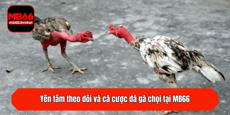 Yên tâm theo dõi và cá cược đá gà chọi tại MB66
